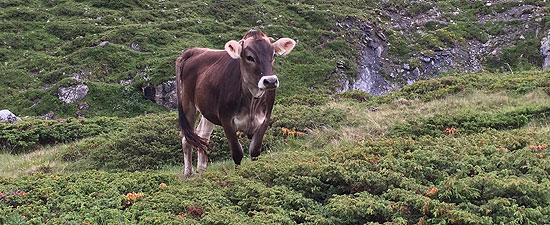 Murmeltiere in der Landschaft (©Foto. Martin Schmitz)